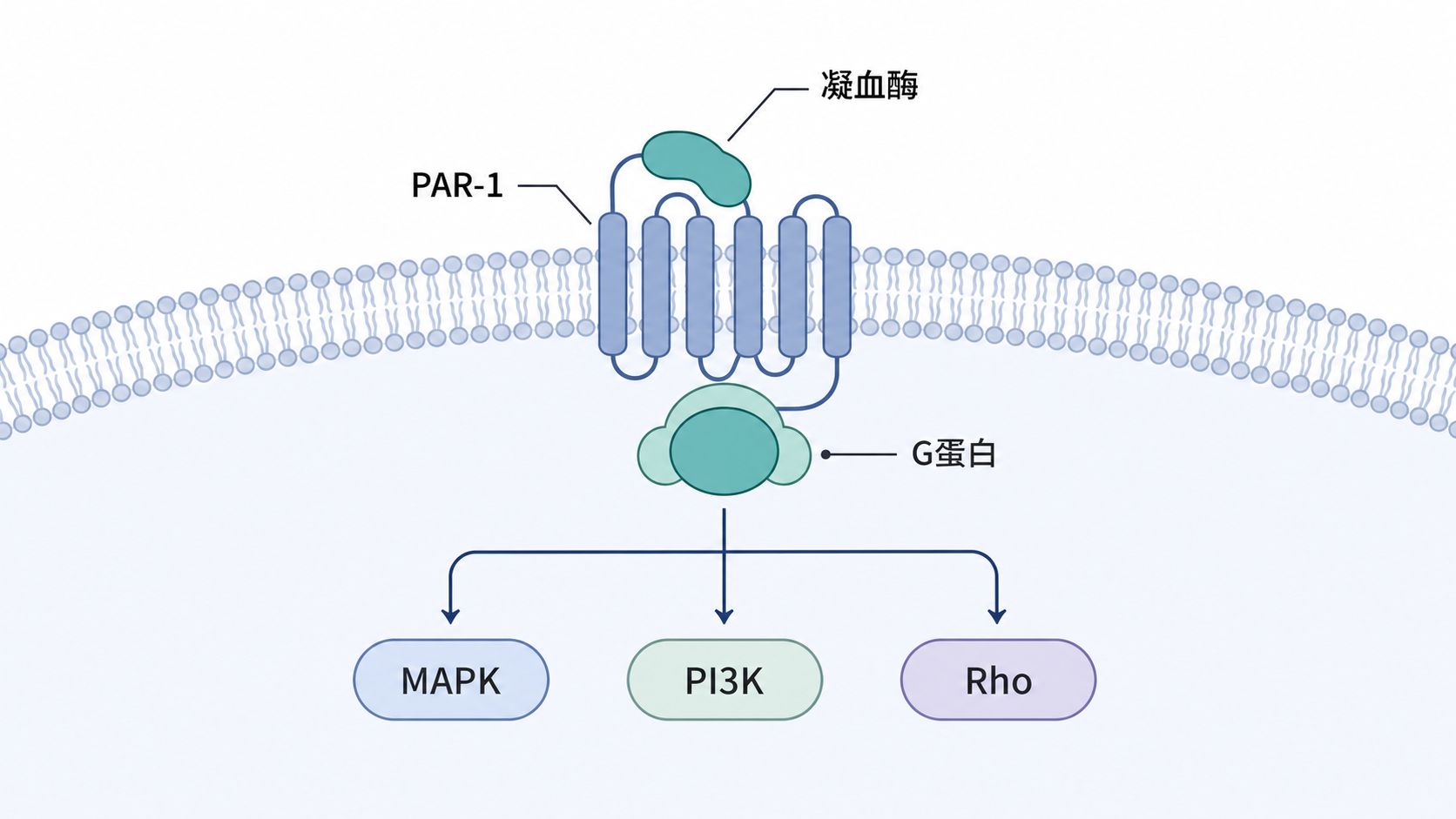 示意PAR-1受体位于细胞膜上,连接凝血酶、G蛋白及下游MAPK、PI3K、Rho通路,旁边标注肿瘤、血栓、炎症三个疾病场景
