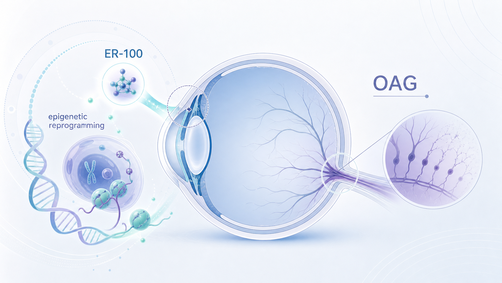 Life Biosciences 公布其表观遗传重编程疗法 ER-100 在开角型青光眼（OAG）患者中的 I 期首次人体中期数据：3 例受试者接受单次玻璃体腔注射联合每日口服多西环素，至第 56 天耐受性良好，无剂量限制性毒性或严重不良事件，2 例受试者观察到视野检测的初步改善信号。数据安全监察委员会（DSMB）已建议将剂量递增至第 2 剂量水平。
