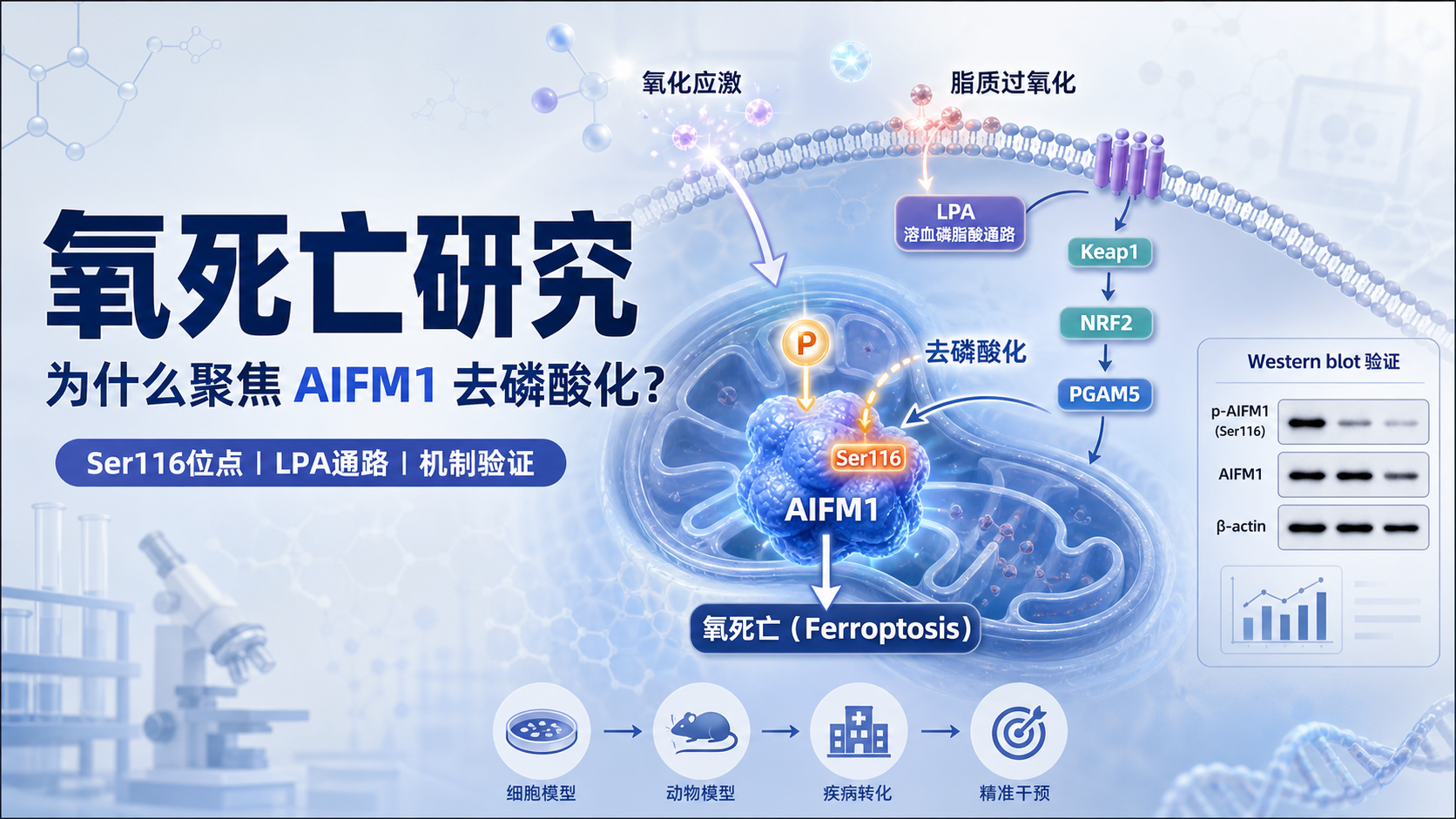 溶血磷脂酸通路：AIFM1去磷酸化介导氧死亡新机制