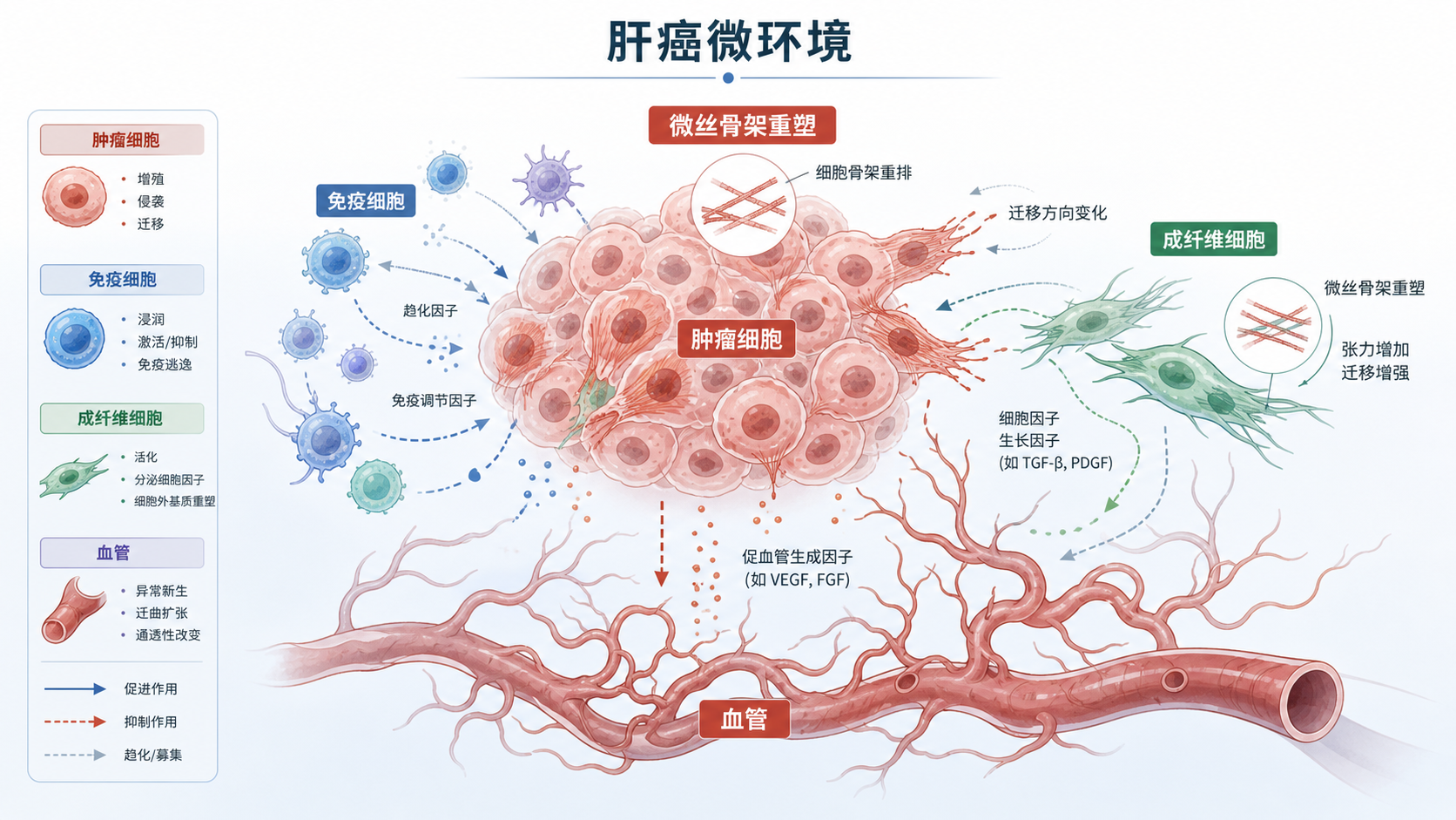 肝癌微环境示意图,突出肿瘤细胞、免疫细胞、成纤维细胞、血管和微丝骨架重塑之间的关系