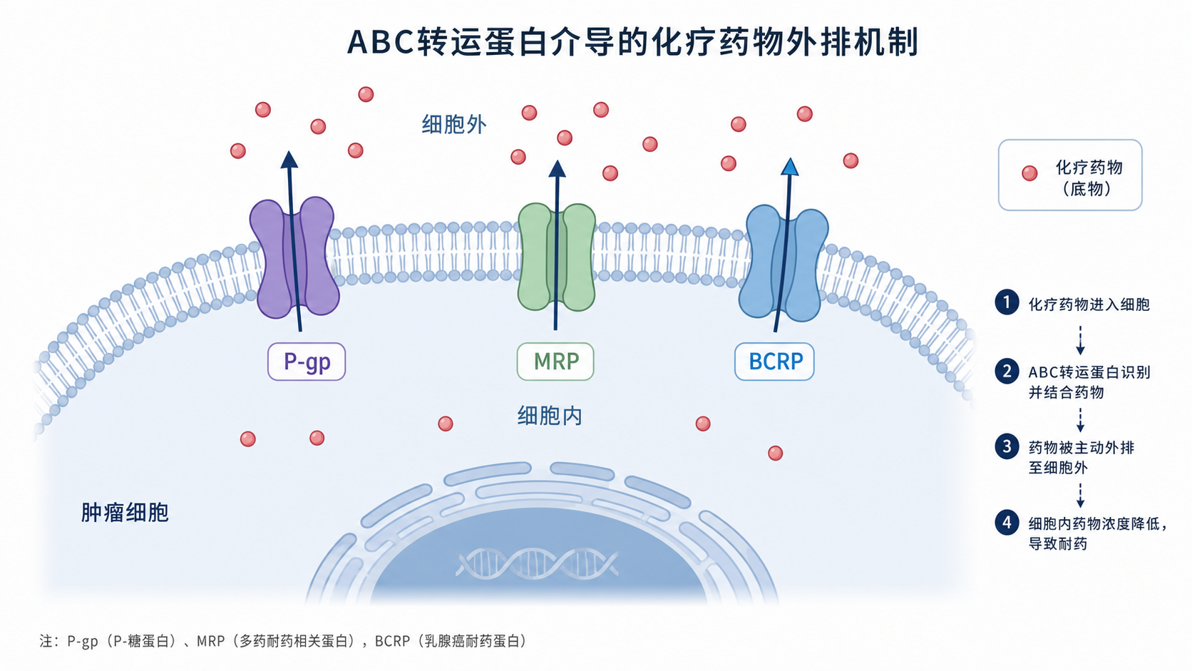 肿瘤细胞膜上ABC转运蛋白将化疗药物外排到细胞外的机制示意图,旁边标注P-gp、MRP、BCRP等分子