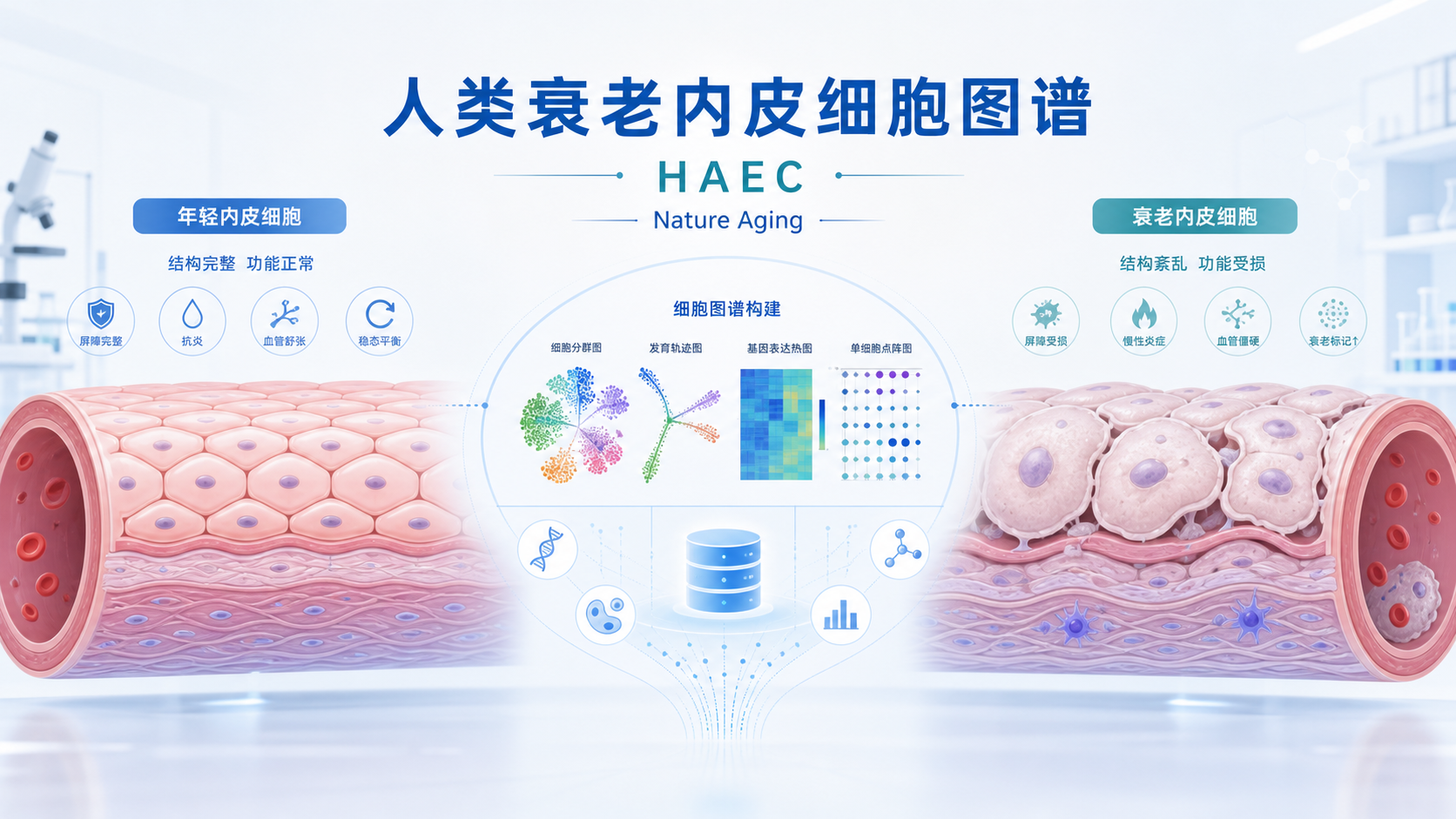 发表在《自然·衰老》(Nature Aging)的一项研究,构建了"人类衰老内皮细胞图谱"(HAECA)——一个整合自 12 个人体组织、覆盖成年人全生命周期、包含超过 37.5 万个内皮细胞的单细胞转录组数据库。研究系统刻画了内皮细胞随衰老发生的转录偏移,并鉴定出一条与 p21 相关的衰老转录程序,为理解血管衰老及心血管疾病的分子机制提供了高分辨率参考。