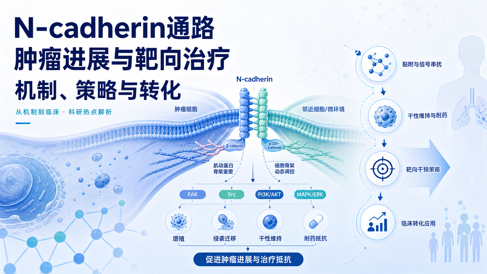 靶向N-cadherin通路:从机制到临床转化新策略