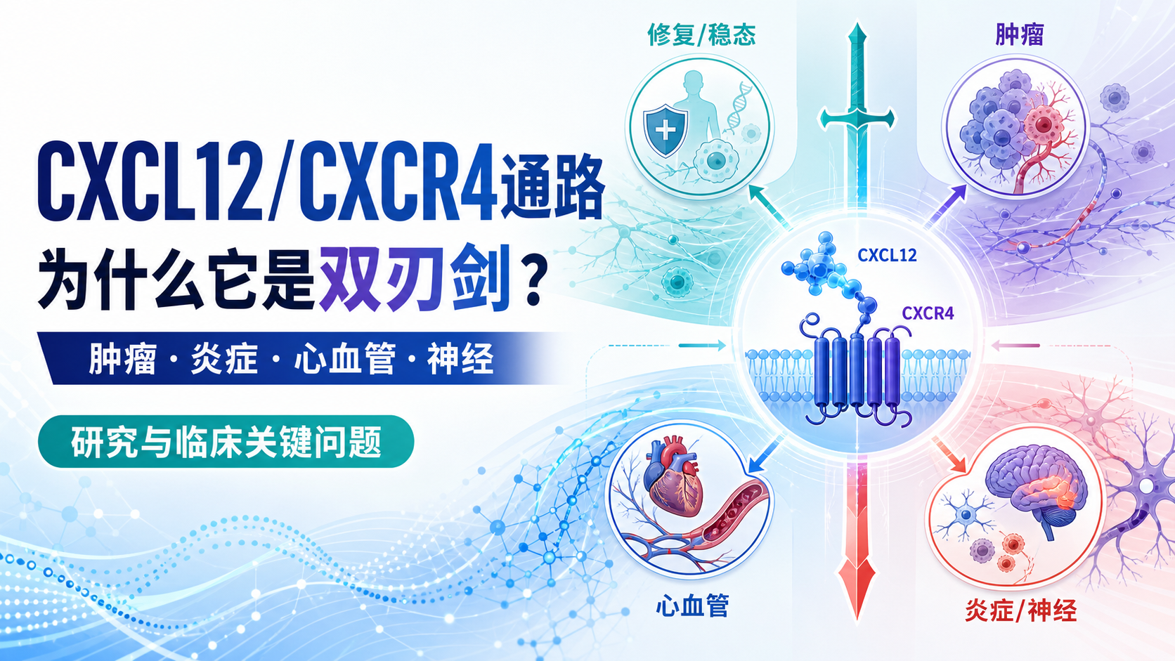 深度解析CXCL12/CXCR4通路在疾病中的双刃剑效应