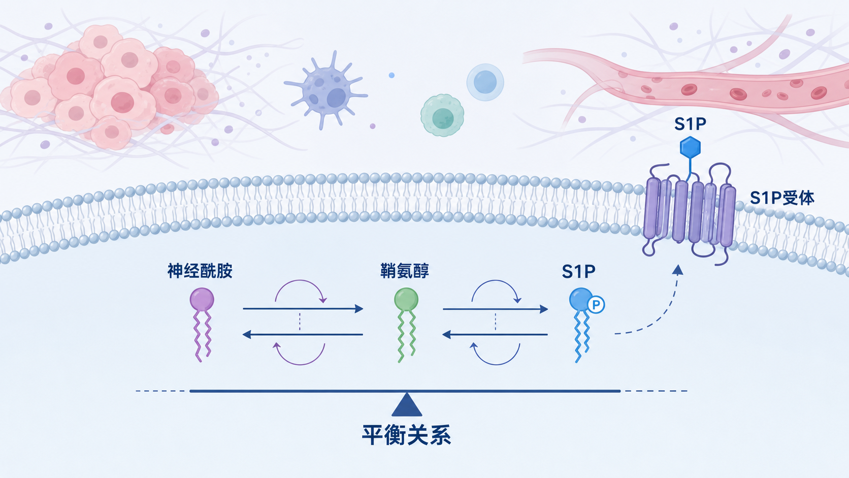肿瘤细胞膜上鞘脂代谢示意图，标出神经酰胺、鞘氨醇、S1P及其受体的平衡关系，背景为肿瘤微环境