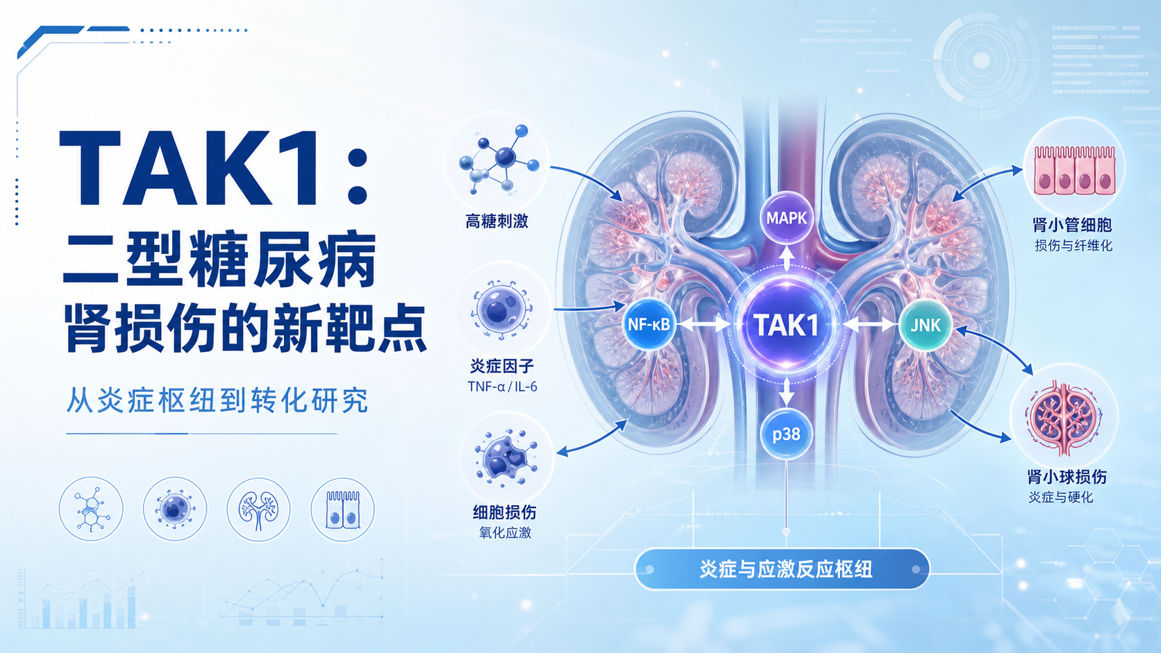 TAK1信号通路:二型糖尿病肾损伤治疗新靶点
