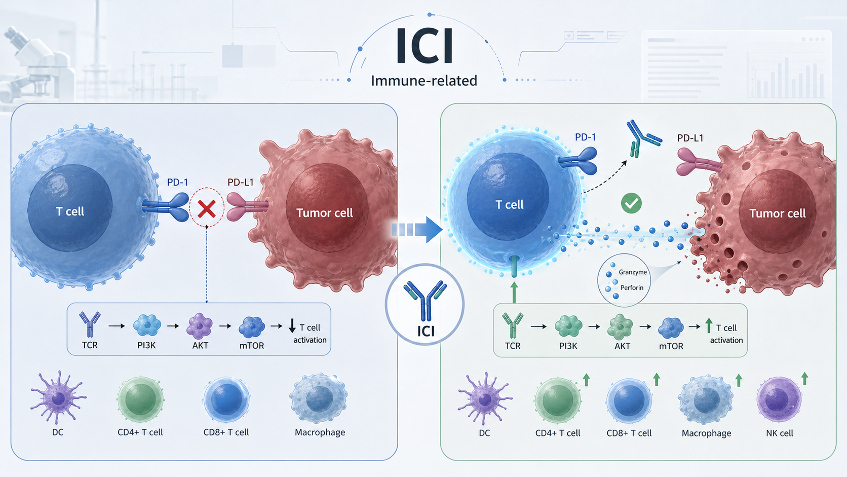 匹兹堡大学研究团队在《细胞》（Cell）发表研究，揭示了免疫检查点抑制剂（ICI）治疗中免疫相关不良反应（irAE）的一个关键驱动机制：生活方式（尤其是高脂饮食）诱导的肠道调节性 T 细胞（Treg）"脆弱性"，会促使 Treg 丧失抑制功能，从而为 ICI 诱发的结肠炎等毒副反应埋下伏笔。研究还建立了一个可用于筛选易感人群与干预靶点的小鼠模型，为在不削弱抗肿瘤疗效的前提下控制免疫治疗毒副反应提供了新思路。