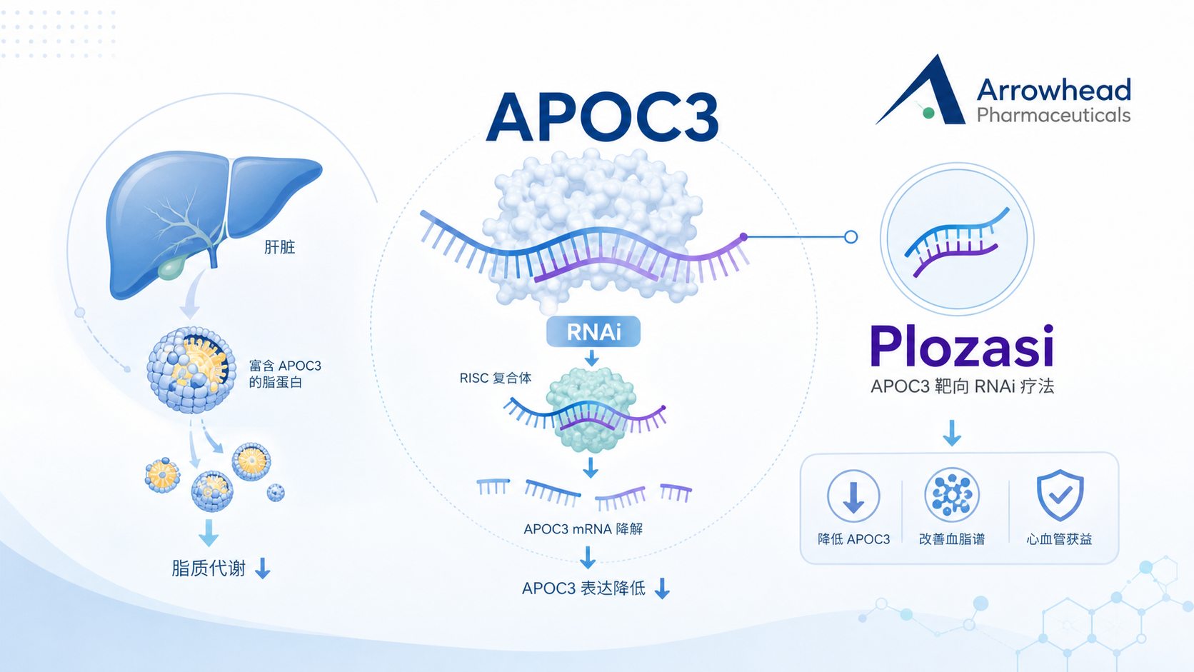 Arrowhead Pharmaceuticals公布其APOC3靶向RNAi疗法Plozasiran治疗重度高甘油三酯血症(sHTG)的两项全球3期试验SHASTA-3与SHASTA-4顶线结果:均达到主要终点,且所有预设次要终点全部达成,包括急性胰腺炎发生率相对安慰剂显著下降。公司计划于年底前向FDA提交补充新药申请。