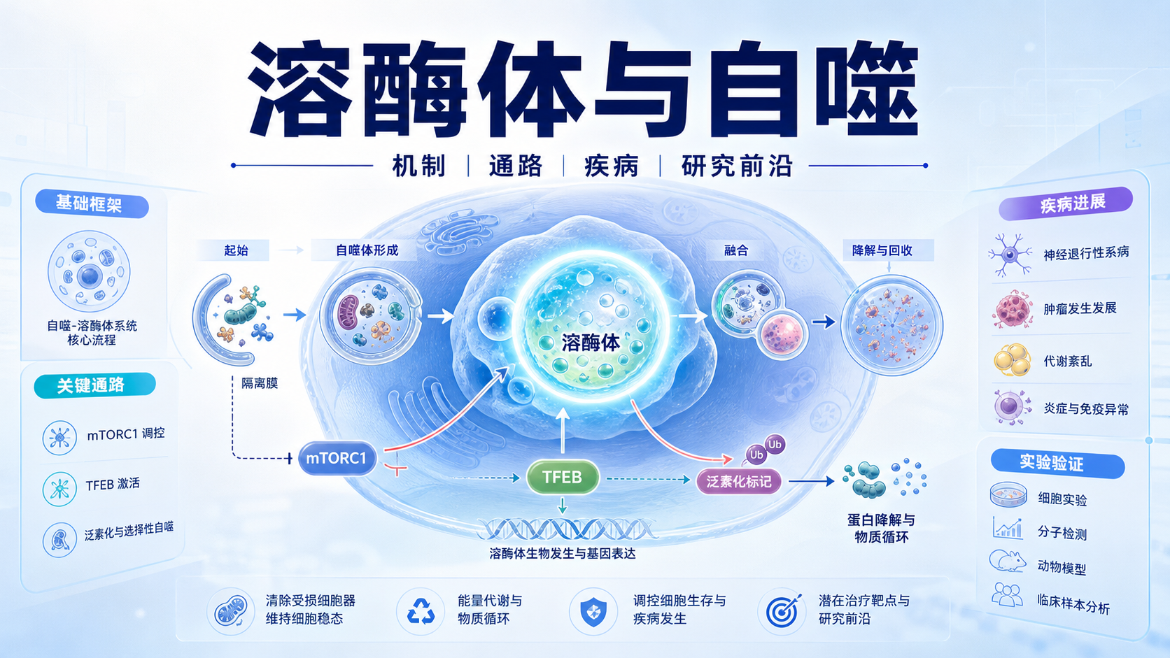 溶酶体与自噬信号通路在疾病中的研究进展