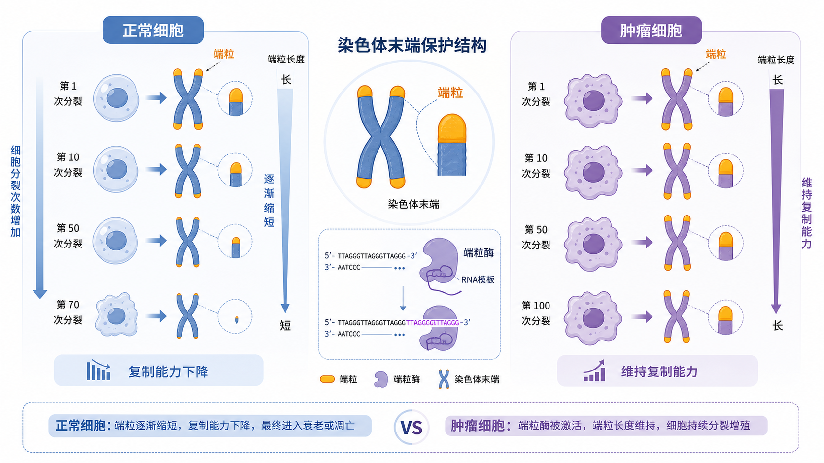 端粒、端粒酶与染色体末端保护结构示意图，左侧正常细胞逐渐缩短，右侧肿瘤细胞端粒酶激活维持复制能力