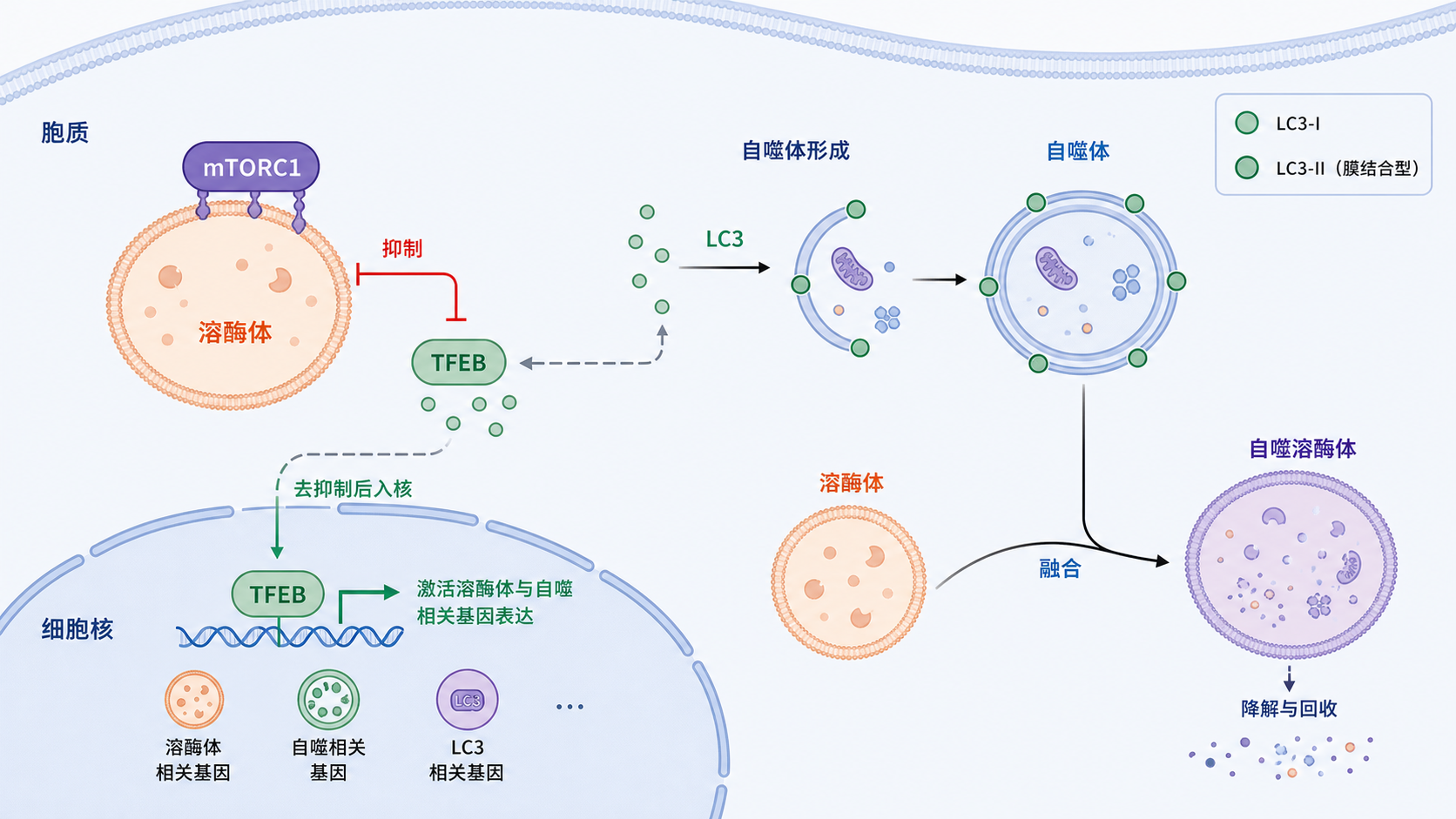 细胞内溶酶体、自噬体、自噬溶酶体的示意图,突出mTORC1、TFEB和LC3的信号连接关系。