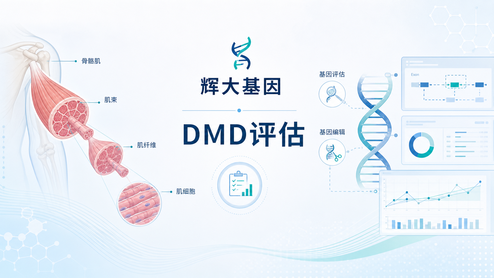 辉大基因(HuidaGene Therapeutics)宣布,其评估杜氏肌营养不良症(DMD)体内基因编辑疗法 HG302 的首次人体临床研究 HG302-01 结果已发表于《细胞》(Cell)期刊。研究提供了人体骨骼肌中体内基因编辑及抗肌萎缩蛋白(dystrophin)表达的分子学证据,两名完成 12 个月随访的受试者功能评分改善,但同时也报告了一例与治疗相关的致死性严重不良事件,凸显了全身给药 AAV 相关严重免疫毒性在预测与管理上的重大挑战。
