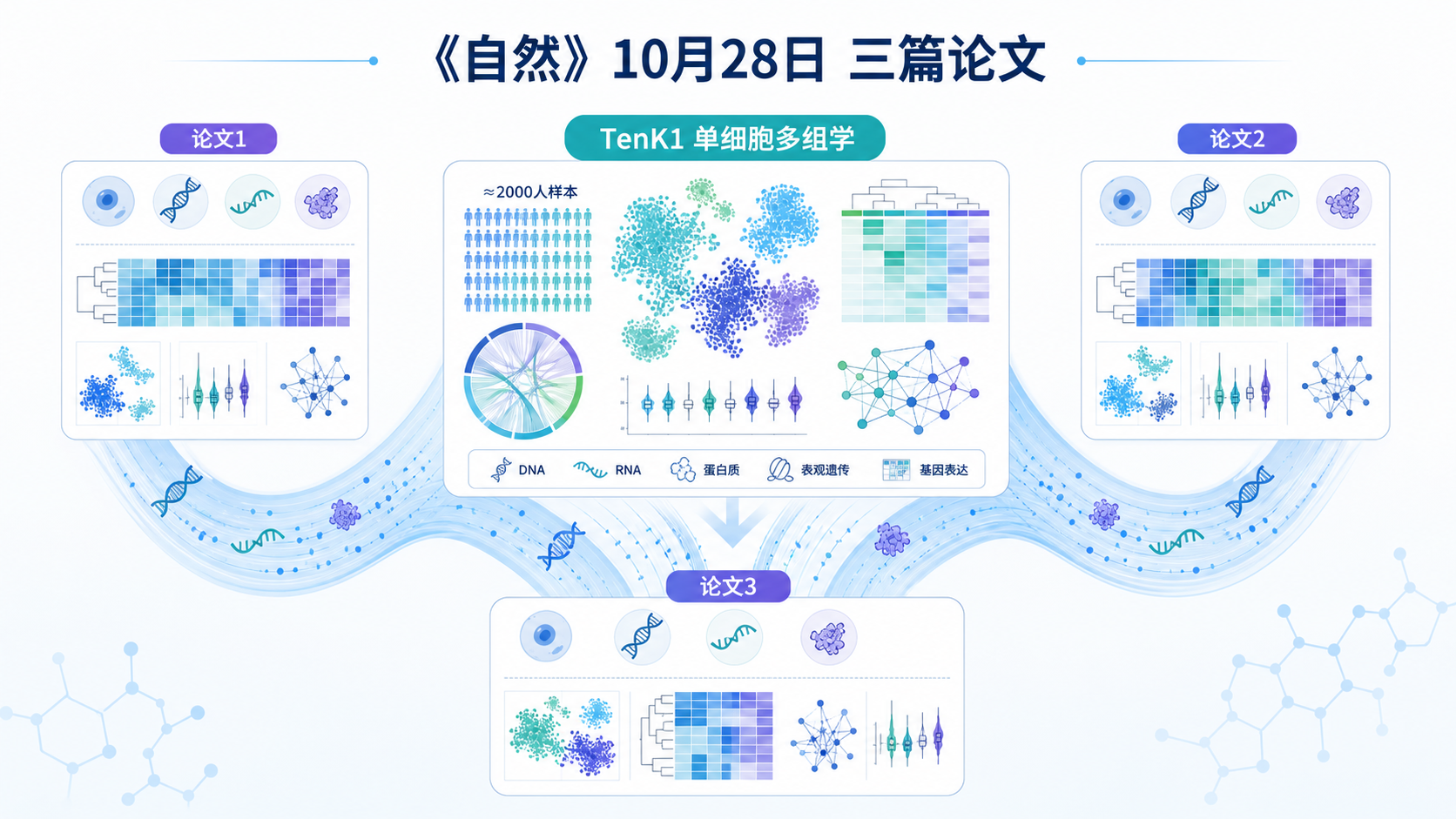 《自然》10 月 28 日同期发表的三篇论文,基于近 2000 人的单细胞多组学数据(TenK10K 计划),系统揭示了罕见与常见遗传变异、串联重复变异如何影响特定细胞类型的基因表达与染色质可及性,为从基因差异到疾病风险的机制解析提供了全新资源。