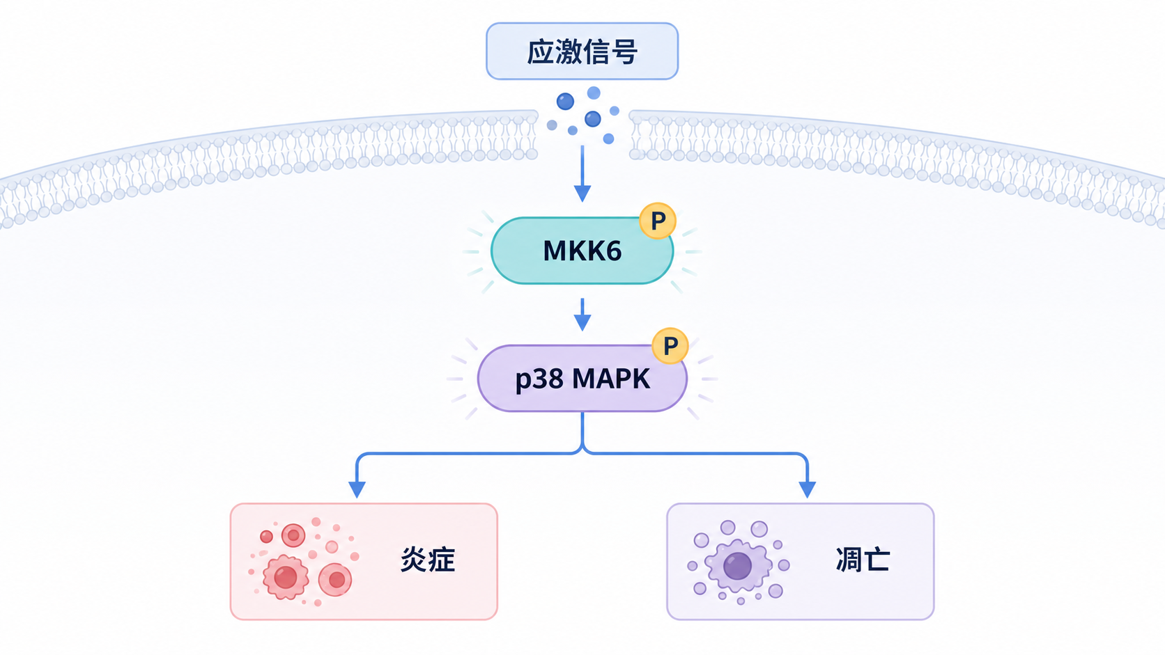MKK6通路示意图,展示上游应激信号激活MKK6,进而磷酸化p38 MAPK,最后影响炎症、凋亡、迁移和纤维化等表型。