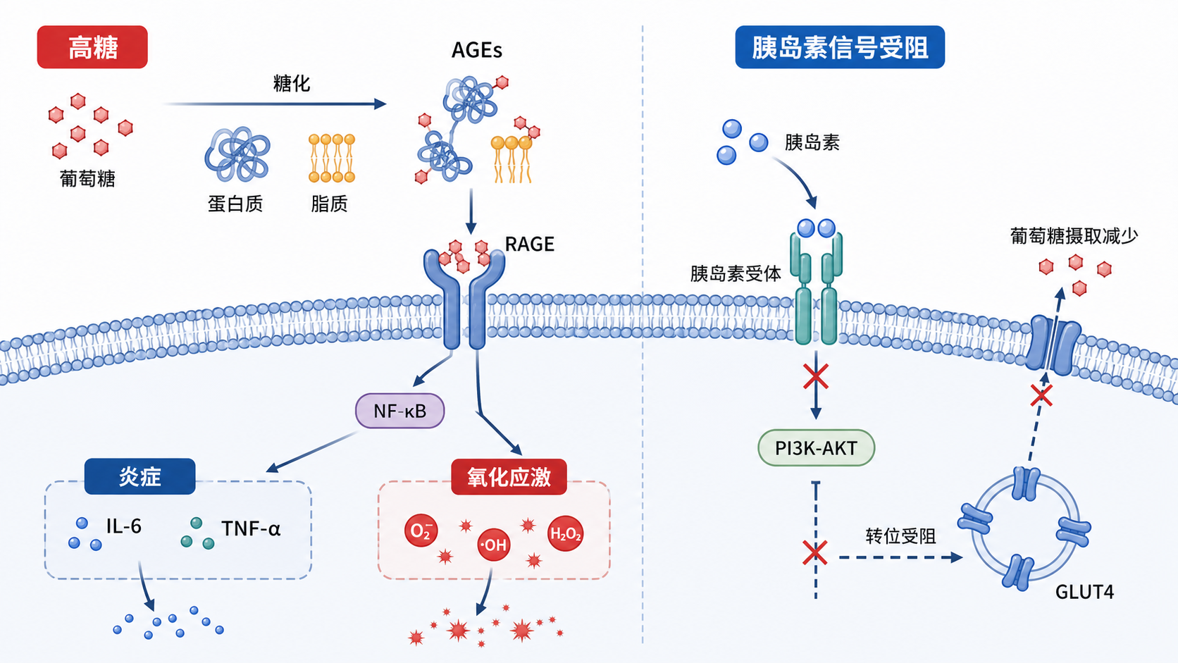 高糖环境下AGEs与RAGE结合,激活炎症和氧化应激,导致胰岛素信号传导受阻的机制示意图