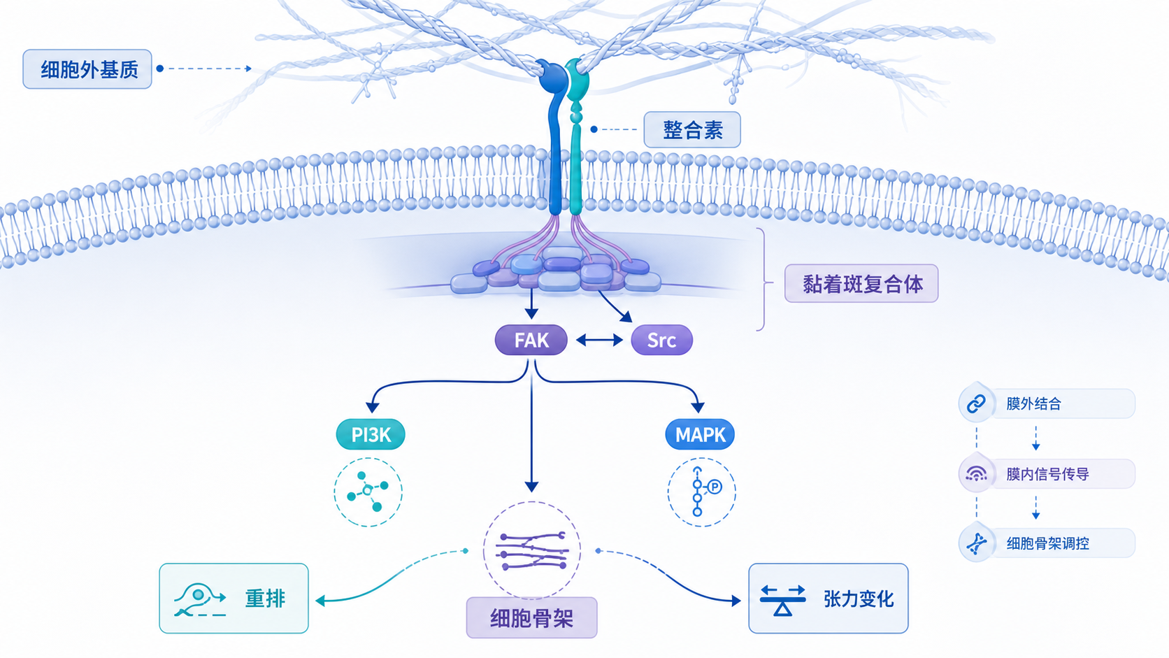 细胞膜上的整合素与细胞外基质结合,向下连接FAK、Src、PI3K、MAPK等通路,并影响细胞骨架重排的机制示意图
