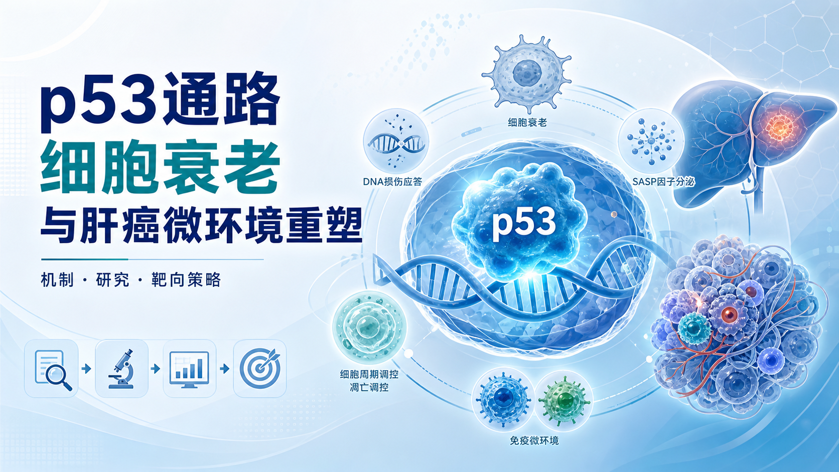 靶向p53信号通路:细胞衰老与肝癌微环境重塑的研究进展