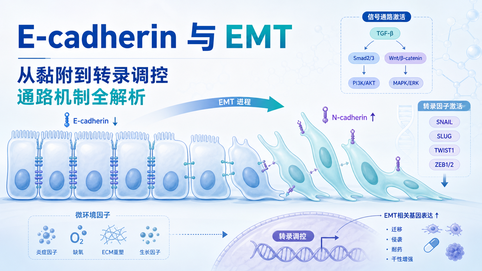 E-cadherin信号通路与上皮间质转化的研究进展