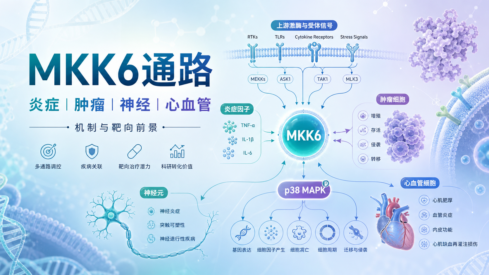 MKK6通路在疾病中的机制与靶向前景