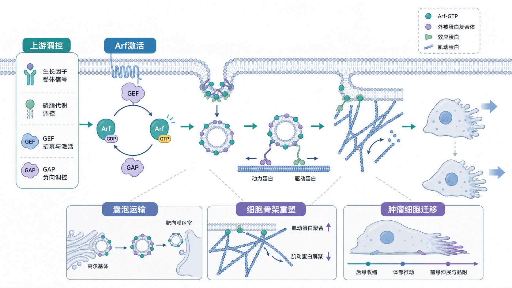 Arf信号通路在细胞膜、囊泡运输、细胞骨架重塑和肿瘤细胞迁移中的示意图，突出“上游调控—Arf激活—下游效应”主线。