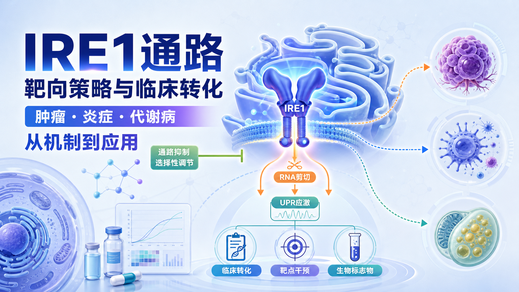 靶向IRE1通路:疾病治疗新策略研究进展