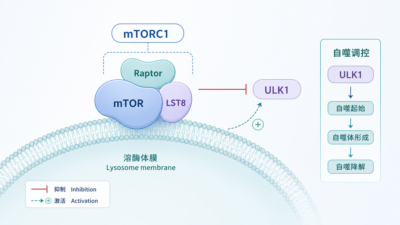 mTORC1复合物在溶酶体膜上的示意图,突出Raptor、mTOR、LST8与ULK1之间的调控关系,背景可加入营养、能量和生长因子信号图标。