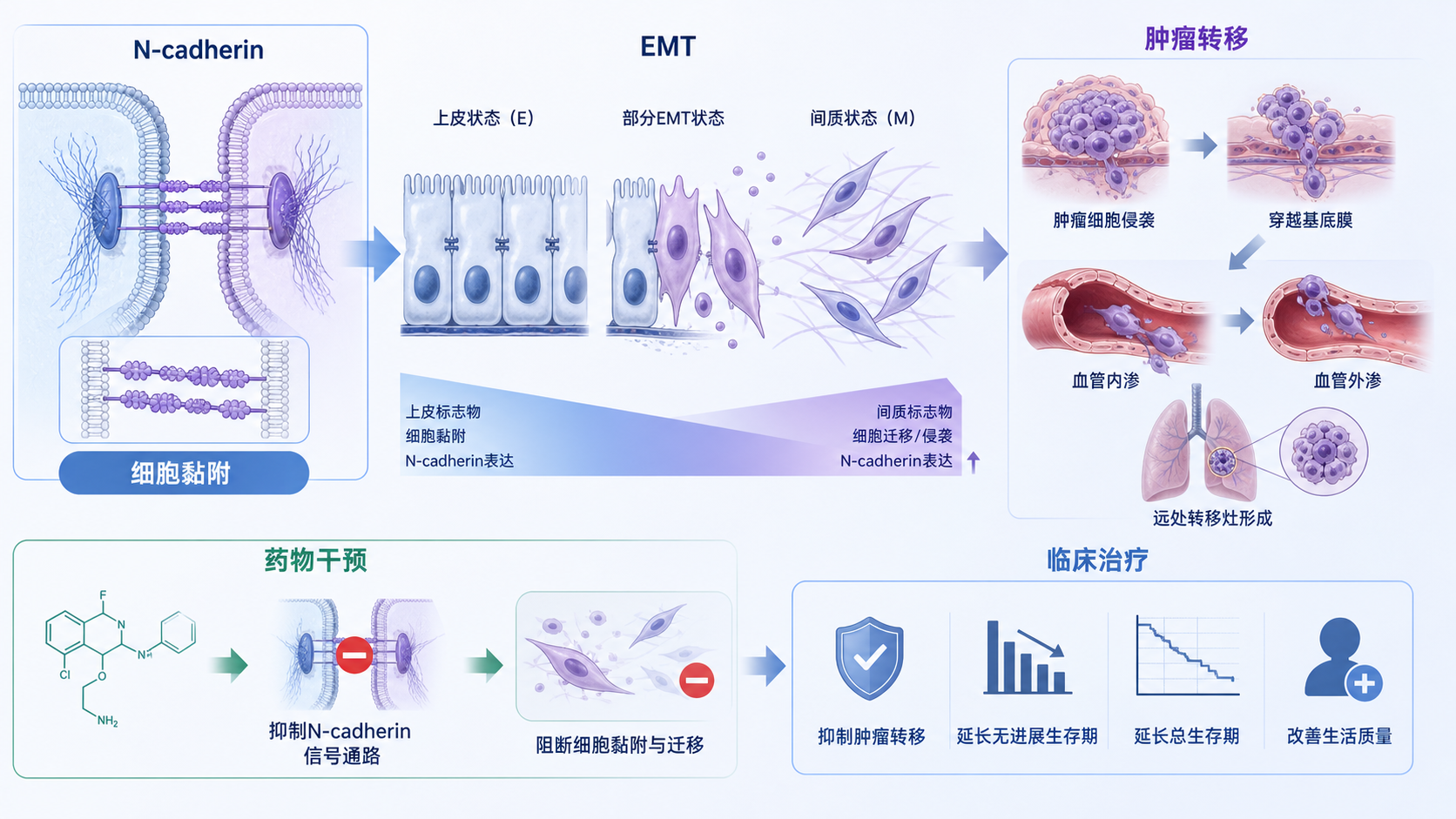 N-cadherin介导细胞黏附、EMT、肿瘤转移和药物干预的机制示意图，突出从膜蛋白到临床治疗的转化路径