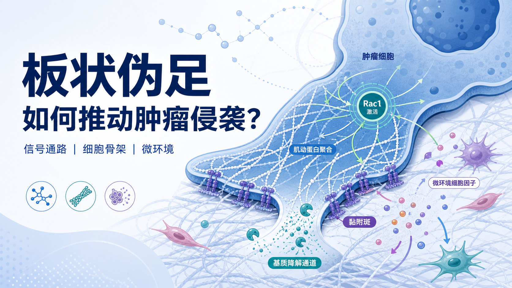 板状伪足信号通路:肿瘤侵袭机制新解