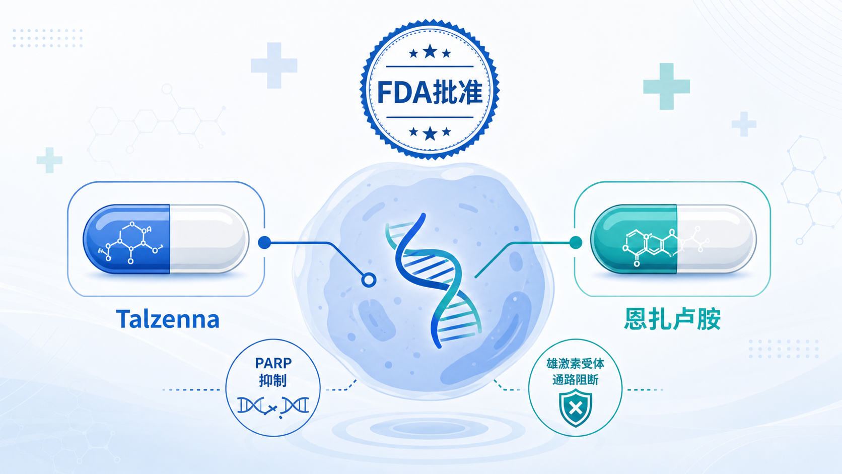美国 FDA 批准 PARP 抑制剂他拉唑帕利(Talzenna)联合雄激素受体通路抑制剂恩扎卢胺(Xtandi),用于携带同源重组修复(HRR)基因突变的转移性激素敏感性前列腺癌(mHSPC)患者,将这一靶向组合前移至更早期治疗线。关键 III 期 TALAPRO-3 研究显示,联合方案将影像学进展或死亡风险降低 52%,且获益不限于 BRCA 突变、同样覆盖非 BRCA 的 HRR 突变人群。