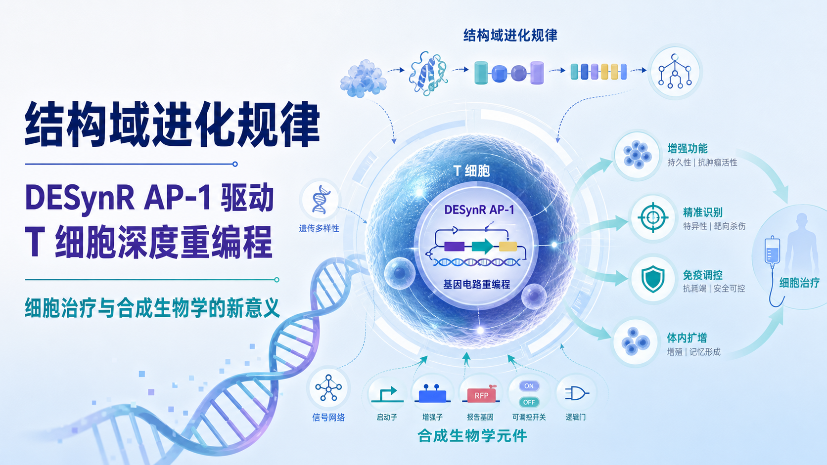 《细胞》进化引导的结构域重组合成转录因子显著增强 CAR-T 抗肿瘤能力