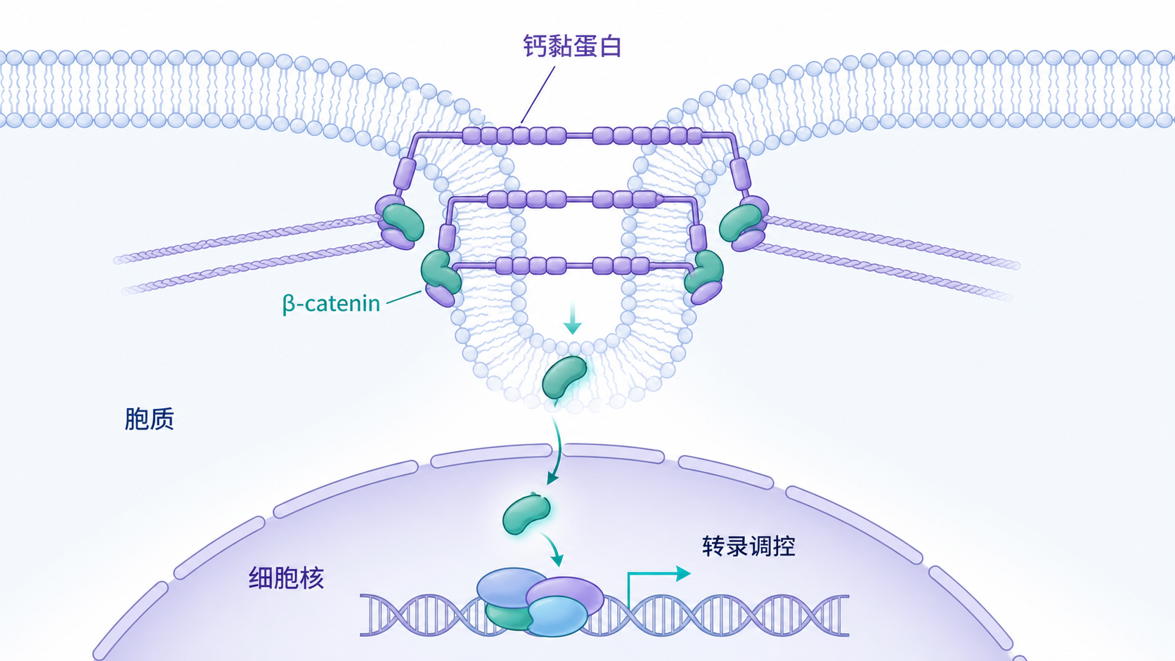 一张细胞膜上的钙黏蛋白介导细胞-细胞黏附示意图,连接β-catenin进入胞质并参与细胞核转录调控的机制图,背景为组织切片或上皮细胞排列。