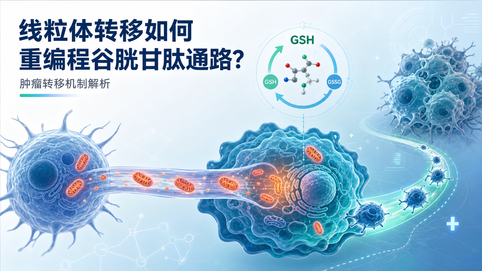 隧道纳米管线粒体转移与谷胱甘肽代谢重编程