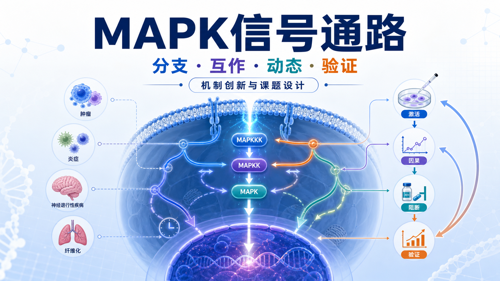 MAPK信号通路研究:机制创新与实验设计要点