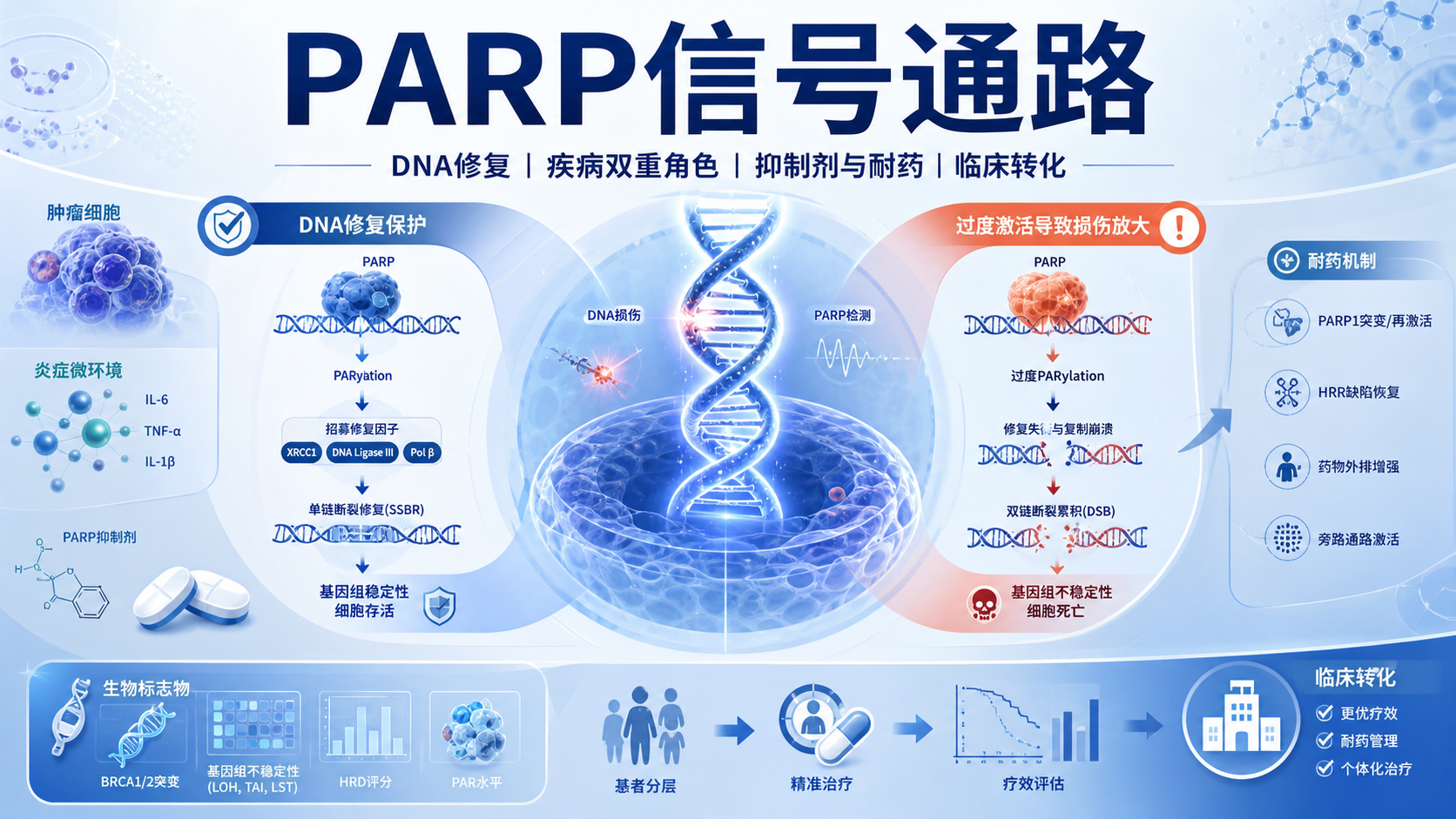 PARP信号通路在疾病中的双重角色与研究进展