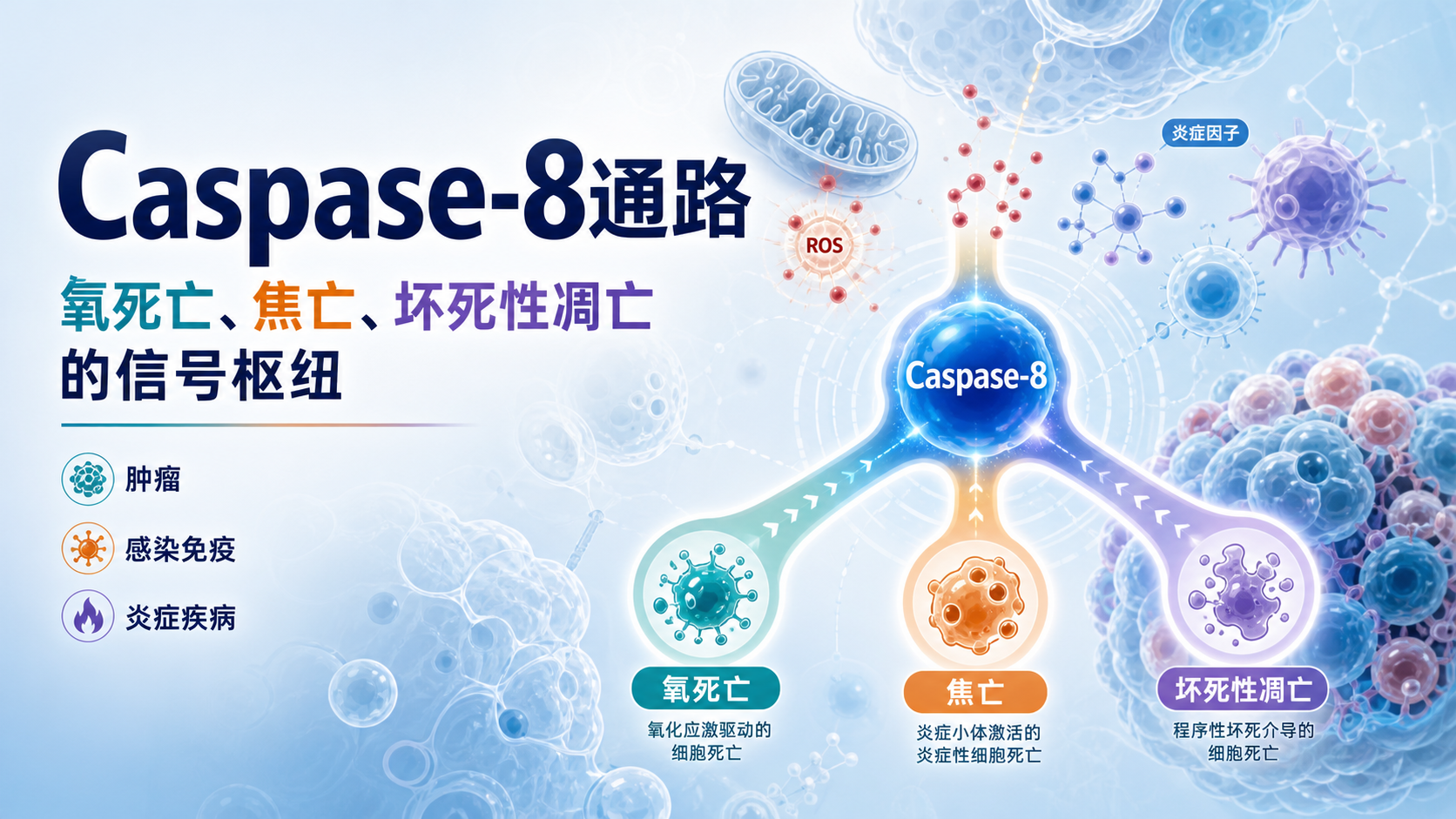 靶向Caspase-8通路:氧死亡机制与疾病研究新视角
