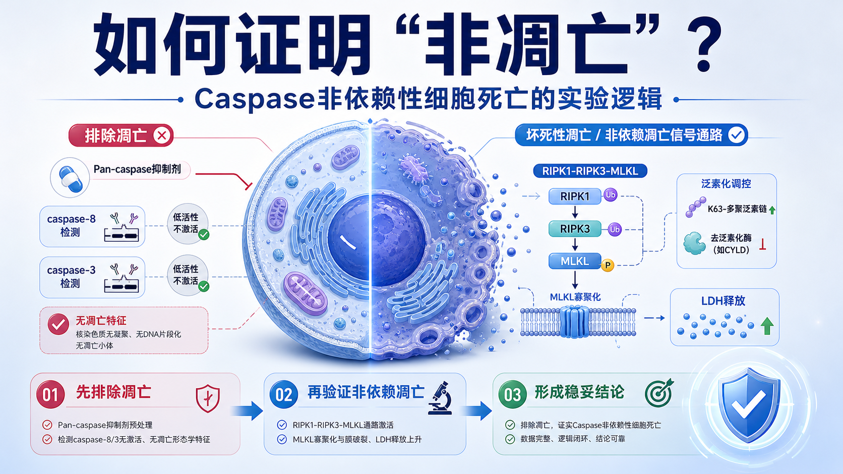 Caspase信号通路：非依赖凋亡如何论证？