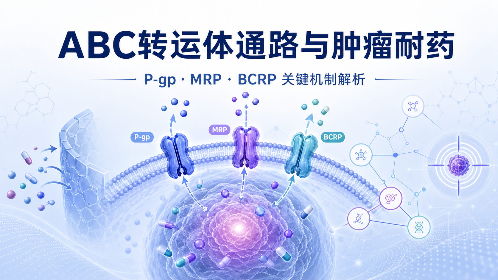 ABC转运体通路:肿瘤耐药新靶点全解析