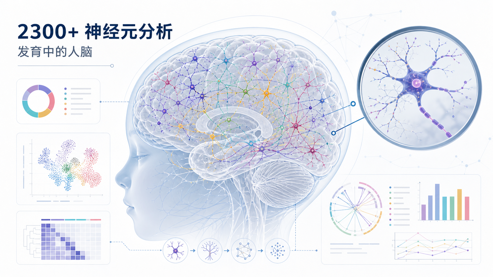《自然》10 月 28 日发表的一项研究，通过对 2300 多个神经元的细致分析发现，发育中的人类大脑会在出生前后清除大量携带染色体拷贝数异常的神经元——胎儿期超过四分之一被采样的神经元存在染色体片段增减，出生后这一比例骤降至约 6%，揭示了一种决定神经细胞数量与存留的全新调控机制。