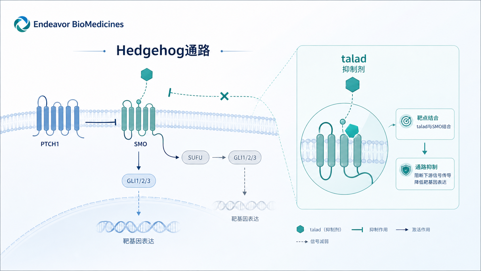 Endeavor BioMedicines 宣布其 Hedgehog 信号通路抑制剂 taladegib（ENV-101）在特发性肺纤维化（IPF）的 IIb 期 WHISTLE-PF 试验中达到主要终点及多项关键次要终点。结果显示，taladegib 治疗 24 周后患者肺功能（预计用力肺活量 ppFVC）较安慰剂显著改善，同时定量高分辨率 CT（HRCT）上肺纤维化程度减轻、总肺容量（TLC）增加。若后续 III 期验证成功，taladegib 有望成为首个既能减少肺纤维化又能提升肺功能、逆转 IPF 病程的疗法。