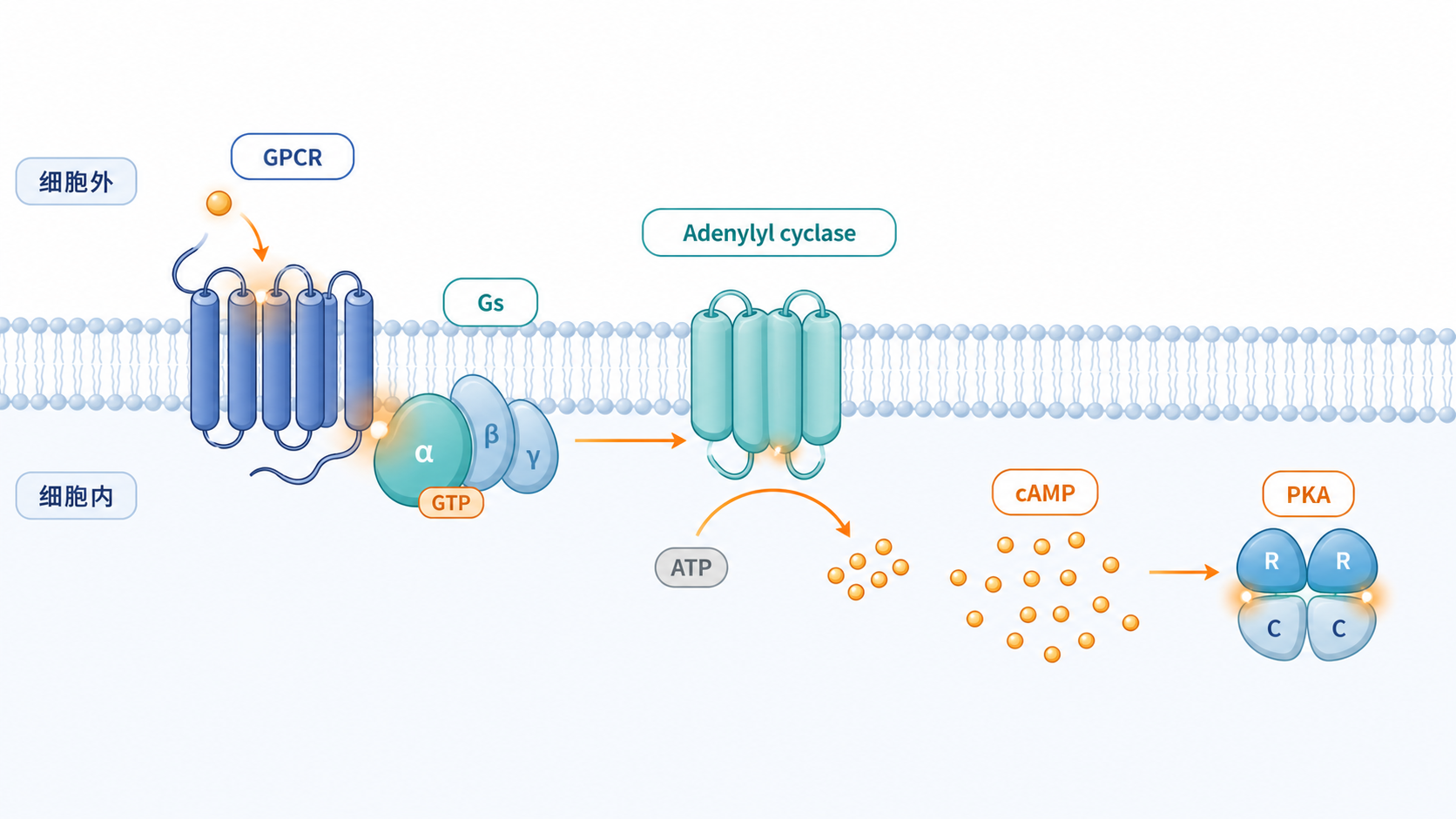 细胞膜上的GPCR、Gs蛋白、腺苷酸环化酶、cAMP和PKA级联激活示意图,风格简洁专业