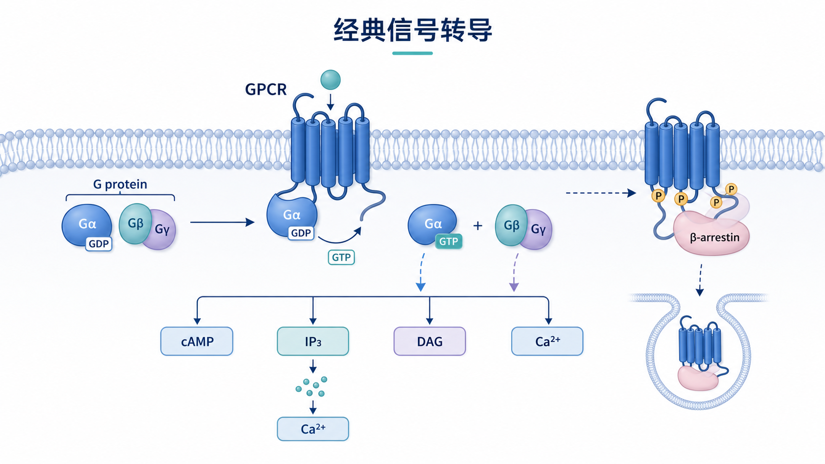 细胞膜上的G蛋白偶联受体与G蛋白、β-arrestin、下游第二信使通路的示意图，突出经典信号转导路径
