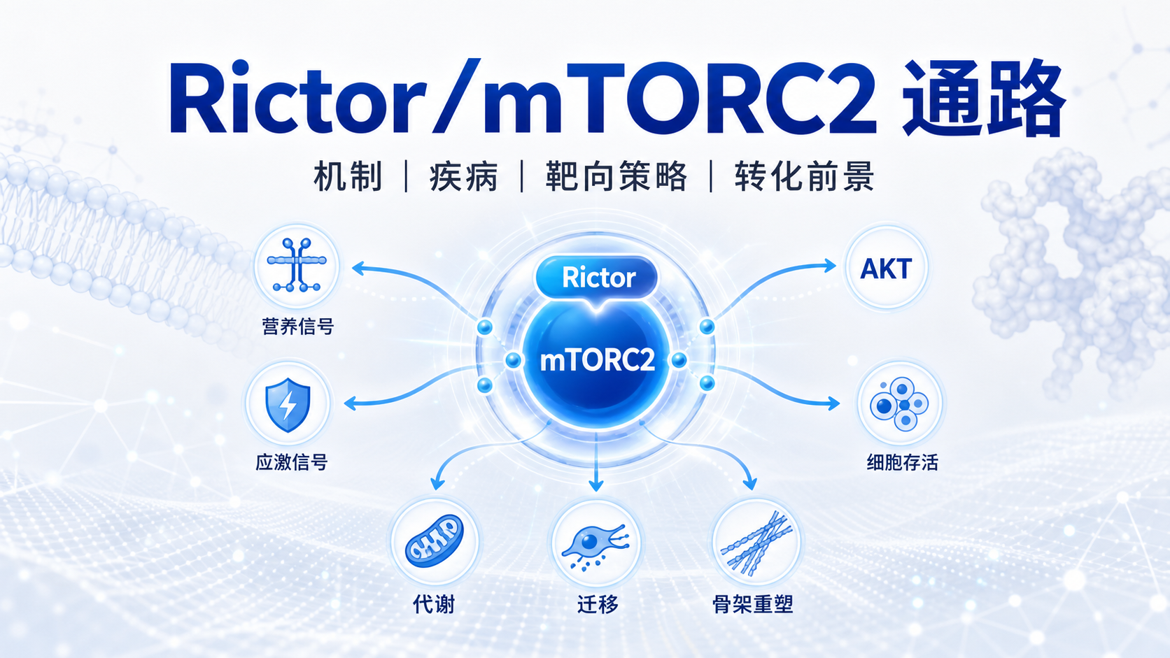 靶向Rictor/mTORC2通路:机制与转化前景