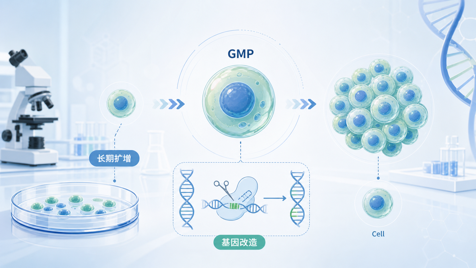 南加州大学团队在《细胞》发表研究，开发出一种可长期扩增并基因改造粒细胞-单核细胞祖细胞（GMP）的化学限定培养体系，将其改造为 CAR 细胞后，在白血病与实体瘤小鼠模型中均展现抗肿瘤活性，为突破 CAR-巨噬细胞疗法难以规模化生产的瓶颈提供了新路径。