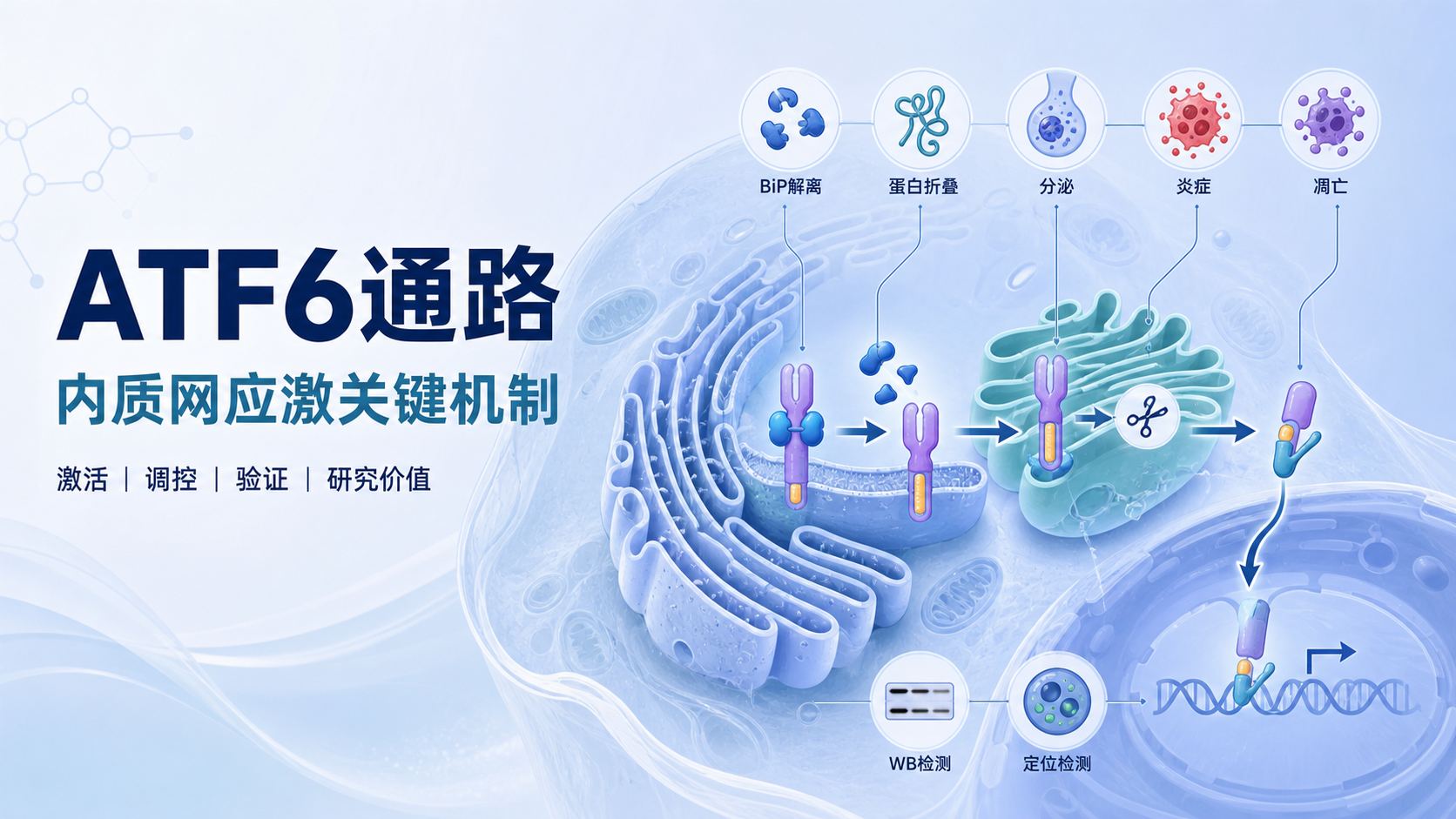 ATF6通路:内质网应激调控新靶点
