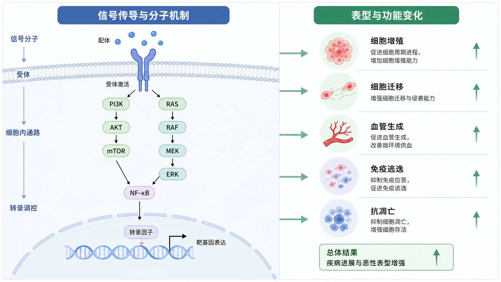 一张SCI机制图示意图，左侧是信号分子和通路箭头，右侧是结果表型，整体风格简洁、学术化，强调逻辑层级和规范排版。