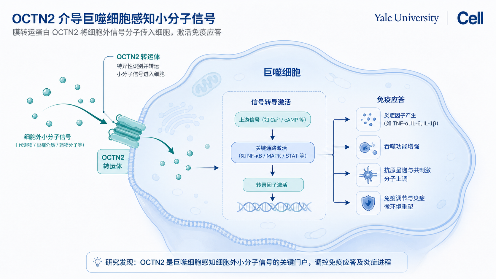 耶鲁大学研究团队在《细胞》（Cell）发表研究，揭示了巨噬细胞如何通过 OCTN2 转运体感知胞外 L-肉碱，进而激活 pyrin 炎症小体的全新机制。在横纹肌溶解的小鼠模型中，肉碱转运与炎症小体激活参与了肌肉损伤后的炎症反应。研究提出，受损肌肉释放的 L-肉碱可能作为一种"组织损伤信号"被免疫系统识别，为理解免疫细胞如何响应肌肉损伤提供了新视角。