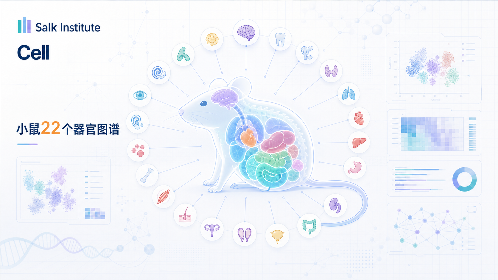 2026 年 10 月,索尔克生物研究所团队在《细胞》(Cell)发表研究,构建了覆盖小鼠 22 种组织与血浆的长期运动多组学图谱,首次在单细胞核分辨率下揭示长期运动诱导的 DNA 甲基化与转录重塑。研究发现 48.5% 的基因在至少一种组织中发生差异表达,骨骼肌响应最剧烈;团队还开发了一个跨物种通用的 51 基因预测模型,在区分运动与久坐状态时 ROC-AUC 达 0.97。该图谱为理解运动如何系统性重塑机体提供了迄今最全面的分子图景。