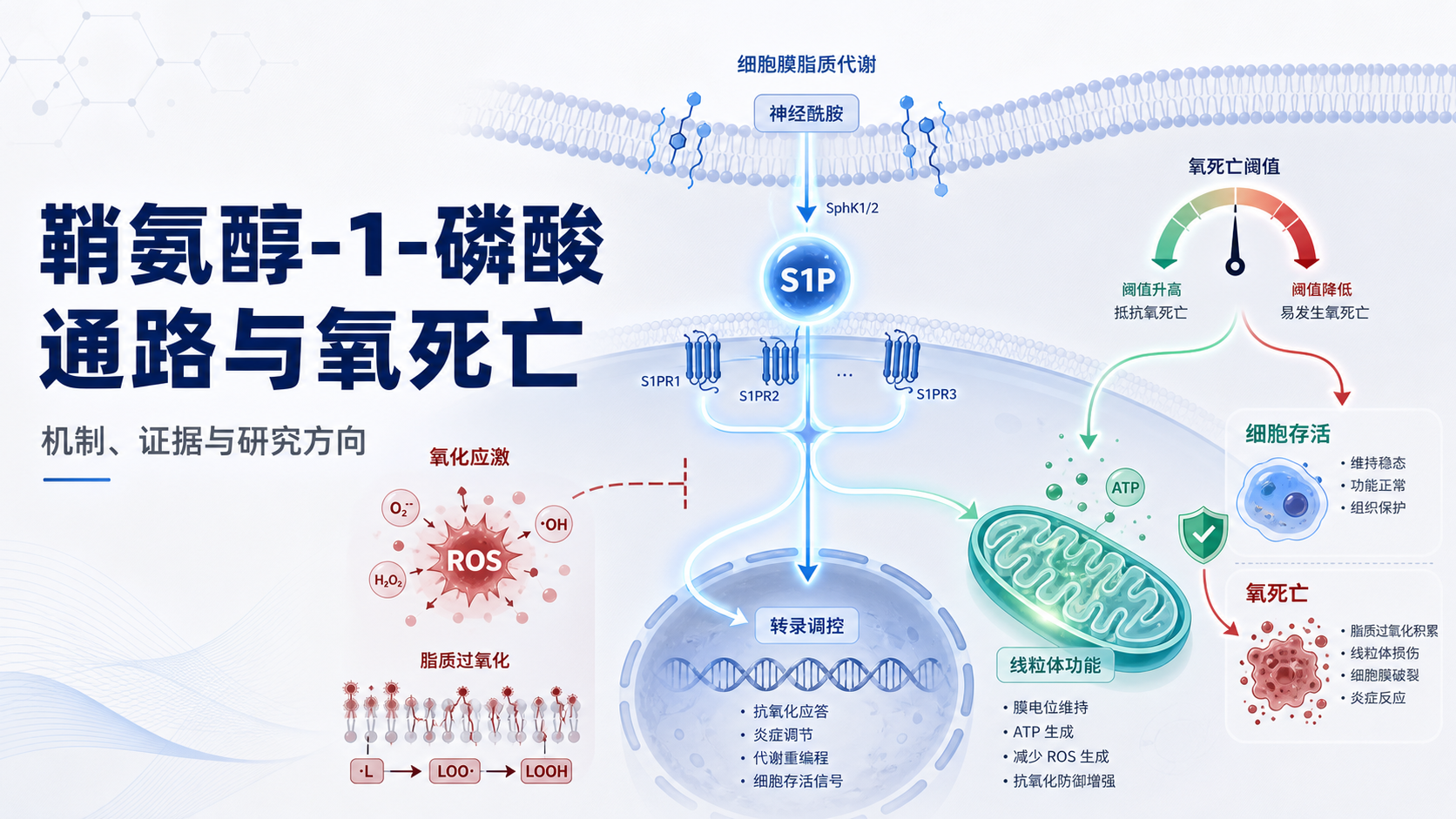 鞘氨醇-1-磷酸通路与氧死亡研究新进展