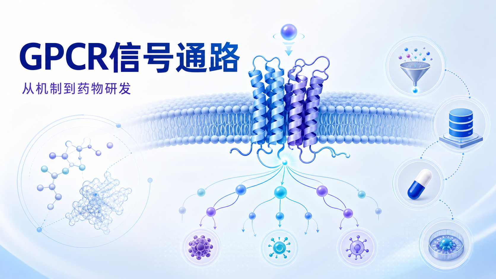 GPCR信号通路与药物研发:现状与未来方向