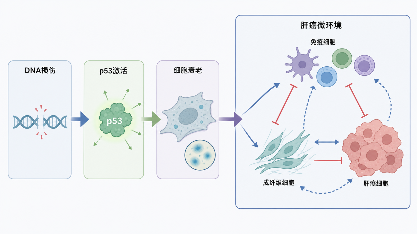一张示意图展示DNA损伤后p53激活,随后引发细胞衰老,并影响肝癌微环境中免疫细胞、成纤维细胞和炎症因子变化。
